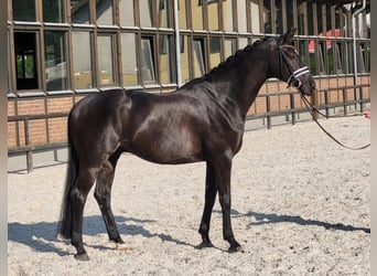 Westfalisk häst, Valack, 6 år, 166 cm, Svart