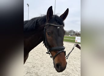 Westfalisk häst, Valack, 6 år, 168 cm, Mörkbrun