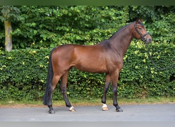Westfalisk häst, Valack, 6 år, 169 cm, Brun