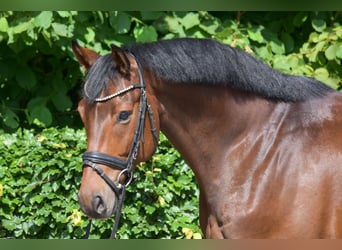 Westfalisk häst, Valack, 6 år, 169 cm, Brun