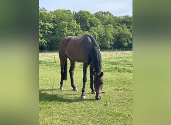 Westfalisk häst, Valack, 6 år, 171 cm, Mörkbrun