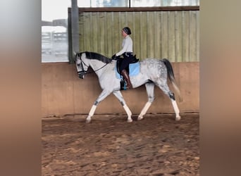 Westfalisk häst, Valack, 6 år, 174 cm, Grå