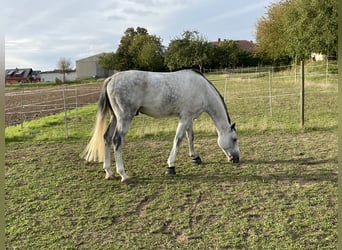 Westfalisk häst, Valack, 6 år, 174 cm, Grå