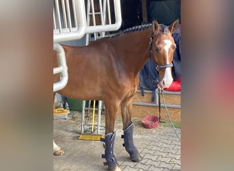 Westfalisk häst, Valack, 6 år, 176 cm, Brun