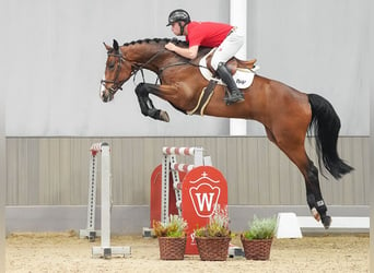 Westfalisk häst, Valack, 6 år, 176 cm, Brun