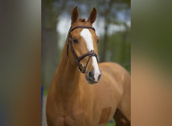 Westfalisk häst, Valack, 7 år, 168 cm, fux
