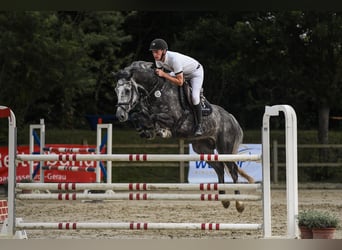 Westfalisk häst, Valack, 7 år, 168 cm, Grå