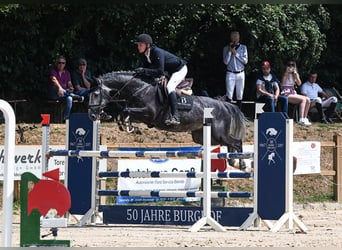 Westfalisk häst, Valack, 7 år, 168 cm, Grå