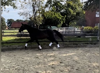 Westfalisk häst, Valack, 7 år, 168 cm, Rökfärgad svart