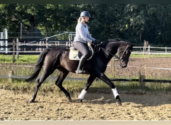 Westfalisk häst, Valack, 7 år, 168 cm, Rökfärgad svart