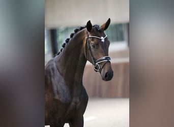 Westfalisk häst, Valack, 7 år, 169 cm, Mörkbrun