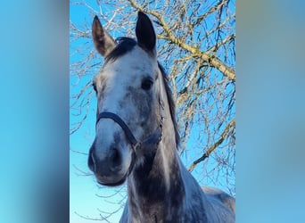 Westfalisk häst, Valack, 7 år, 170 cm, Grå