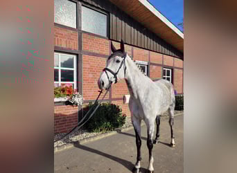 Westfalisk häst, Valack, 7 år, 170 cm, Grå