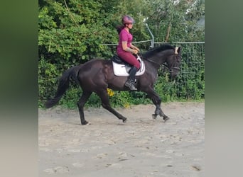 Westfalisk häst, Valack, 7 år, 170 cm, Svart