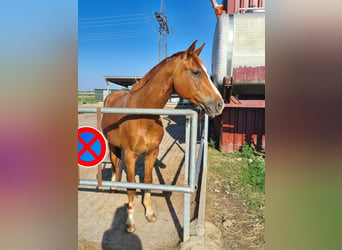 Westfalisk häst, Valack, 7 år, 171 cm, fux