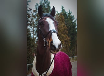 Westfalisk häst, Valack, 7 år, 172 cm, Brun