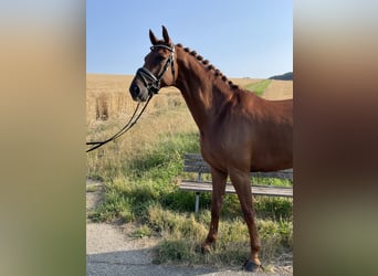 Westfalisk häst, Valack, 7 år, 172 cm, fux