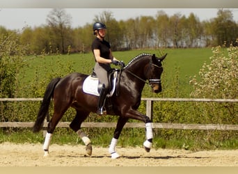 Westfalisk häst, Valack, 7 år, 172 cm, Rökfärgad svart