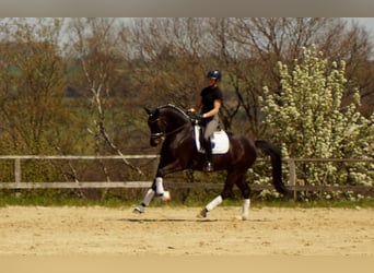 Westfalisk häst, Valack, 7 år, 172 cm, Rökfärgad svart
