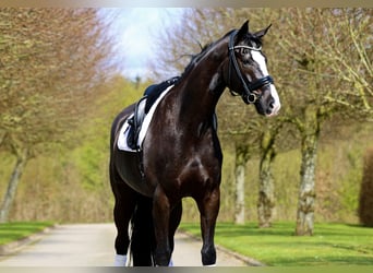 Westfalisk häst, Valack, 8 år, 170 cm, Svart