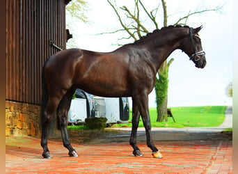 Westfalisk häst, Valack, 8 år, 171 cm, Svart