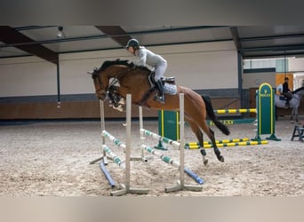 Westfalisk häst, Valack, 8 år, 173 cm, Brun