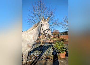 Westfalisk häst, Valack, 8 år, 173 cm, Grå