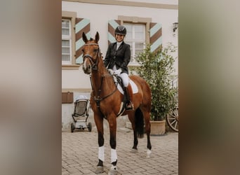 Westfalisk häst, Valack, 8 år, 174 cm, Brun