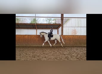 Westfalisk häst, Valack, 8 år, Grå