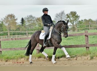 Westfalisk häst, Valack, 9 år, 168 cm, Svart
