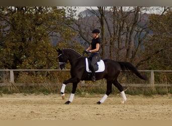 Westfalisk häst, Valack, 9 år, 168 cm, Svart