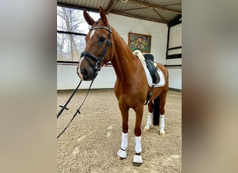 Westfalisk häst, Valack, 9 år, 169 cm, Fux