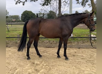 Westfalisk häst, Valack, 9 år, 169 cm, Mörkbrun