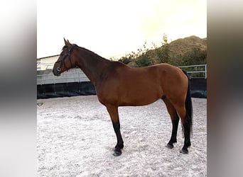 Westfalisk häst, Valack, 9 år, 172 cm, Brun