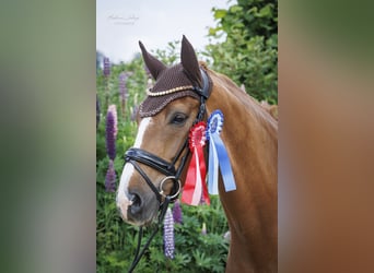 Westfale, Wallach, 9 Jahre, 172 cm, Fuchs