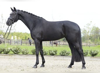 Westfalisk häst, Valack, 9 år, 173 cm, Svart
