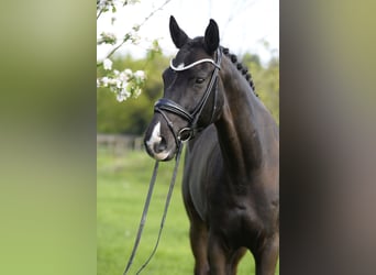 Westfalisk häst, Valack, 9 år, 173 cm, Svart