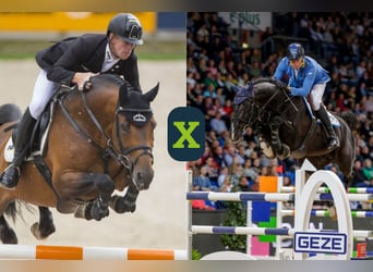 Westphalian, Stallion, Embryo