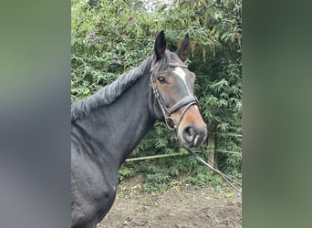 Westphalian, Gelding, 10 years, 15,2 hh, Bay-Dark