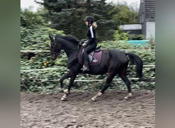 Westphalian, Gelding, 10 years, 15,2 hh, Bay-Dark