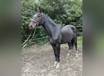 Westphalian, Gelding, 10 years, 15,2 hh, Bay-Dark