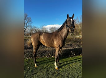 Westphalian, Gelding, 10 years, 15,3 hh, Brown