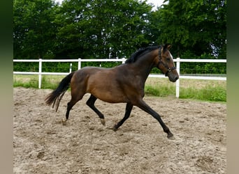 Westphalian, Gelding, 10 years, 16.1 hh, Bay-Dark