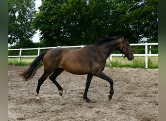 Westphalian, Gelding, 10 years, 16.1 hh, Bay-Dark
