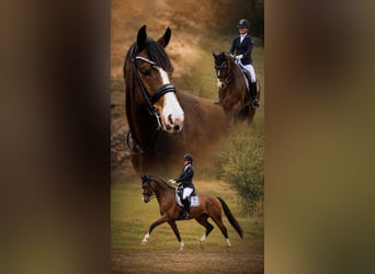 Westphalian, Gelding, 10 years, 16.1 hh, Brown