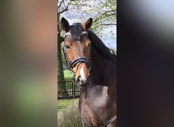 Westphalian, Gelding, 10 years, 16.2 hh, Brown