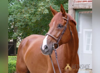 Westphalian, Gelding, 10 years, 16.2 hh, Chestnut-Red