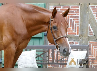 Westphalian, Gelding, 10 years, 16.2 hh, Chestnut-Red