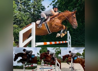 Westphalian, Gelding, 10 years, 16.2 hh, Chestnut-Red