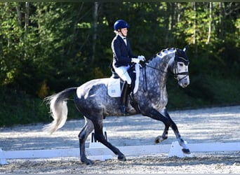 Westphalian, Gelding, 10 years, 16.2 hh, Gray-Dapple